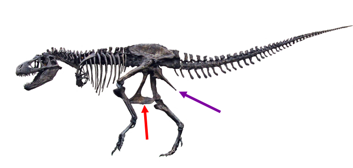 T-Rex Egg Space And Bomb Holder